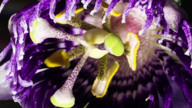 Vivid color and detail of Passion Flower blooming Macro Timelapse, close up.