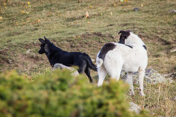Obraz premium Two dogs, black and white, standing on the ground in highlands and looking to the side