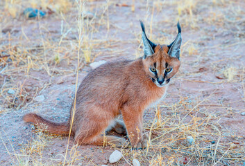 Young male caracal in grass.