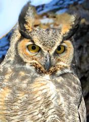 Great horned owl portrait, Quebec, Canada