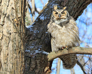 Great horned owl standing on a tree branch, Quebec, Canada