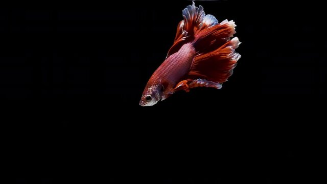 Royal Red coloured Siamese half moon Betta splendens, also known as Thai Fighting Fish or betta, is a species in the gourami family which is popular as an aquarium fish on white background