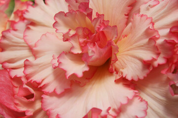 pink carnation flowers