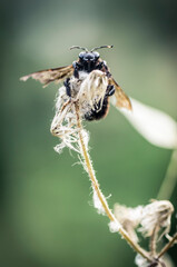 91 / 5000
Resultados de traducción
Large black insect on a yellow and white flower. Black insect on soft green background. 
