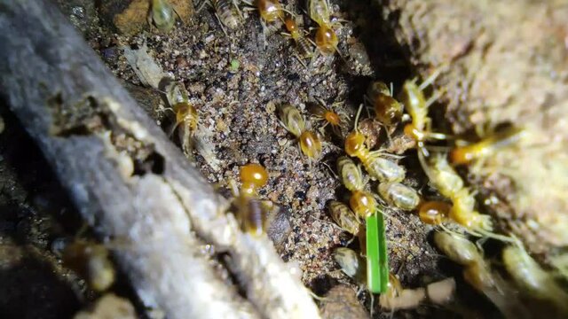 Termites collecting grass for new home .
