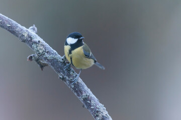 Great Tit Parus major, a passerine bird, perched