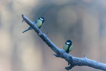 Great Tit Parus major, a passerine bird, perched
