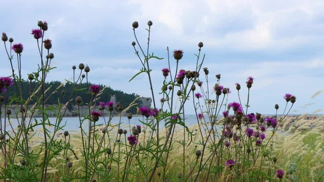 Purple thistle flowers and grass in wind by rauks and sea at Gotland