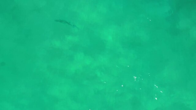 Drone video of rooster fish swimming in shallow water near the beach in the sea of cortez at Cabo Pulmo National Park in Baja California Sur, Mexico