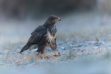 Common Buzzard Buteo buteo on frosty ground in close view