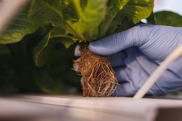 Crop farmer with lettuce in greenhouse