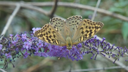 butterfly on flower