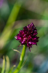 Gymnadenia nigra flower growing in field