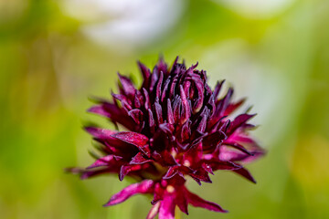 Gymnadenia nigra flower growing in field, macro	