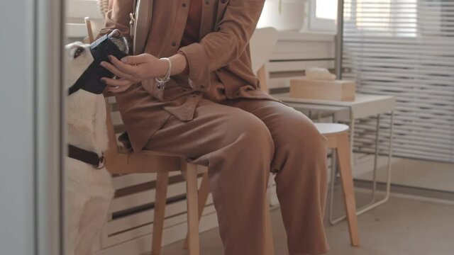 Low angle of cropped woman sitting on chair in hallway of veterinary clinic, taking muzzle off of Labrador dog