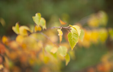 A fluffy dog is lying on the sand