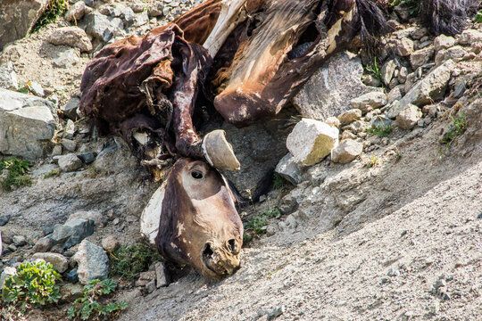 The corpse of a horse in the mountains of Kazakhstan