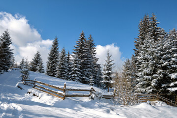Bright winter landscape with pine trees covered with fresh fallen snow in mountain forest on cold wintry day