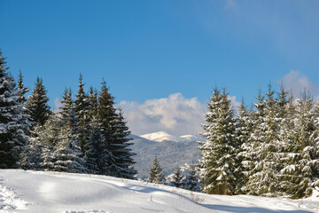 Bright winter landscape with pine trees covered with fresh fallen snow in mountain forest on cold wintry day