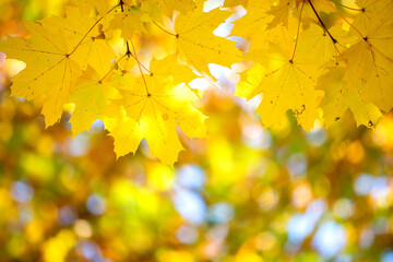 Close up of bright yellow and red maple leaves on fall tree branches with vibrant blurred background in autumn park