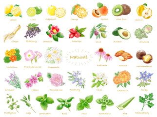 水彩イラスト 植物 天然成分セット