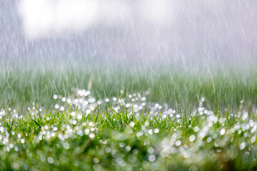 Closeup of rain droplets falling down on green grass in summer