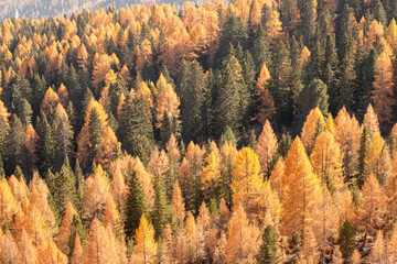 yellow larches and green pine trees at fall in the woods