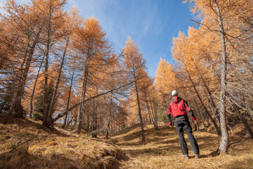 Obraz premium A trekker walking solo among the forest in a sunny atumnal day
