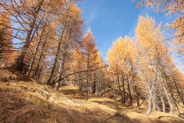 Fototapeta premium yellow larches at fall in the woods