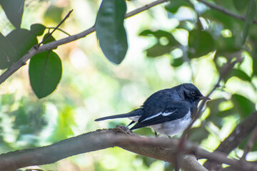 Oriental magpie-robin on a tree