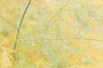 Autumn nature in orange from wet thin leaves to drops of water