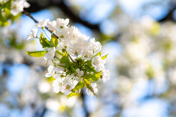 Fruit tree twigs with blooming white and pink petal flowers in spring garden