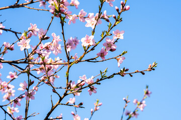 Fruit tree twigs with blooming white and pink petal flowers in spring garden.