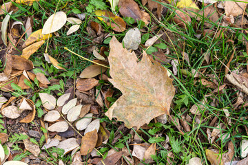 Dry autumn leaves on grass