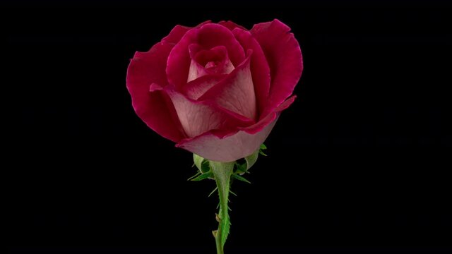 Beautiful opening pink rose on black background. Holiday, love, birthday design backdrop. Bud closeup. Macro. 4K video timelapse