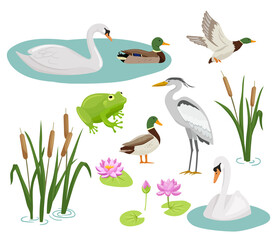 Set of flat cartoon colorful ducks with green heads. Frog, crane, swan, reed and water lily. Vector illustration wetland animals isolated on white background. - obrazy, fototapety, plakaty