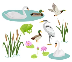 Foto op Plexiglas Set of flat cartoon colorful ducks with green heads. Frog, crane, swan, reed and water lily. Vector illustration wetland animals isolated on white background. © Elena