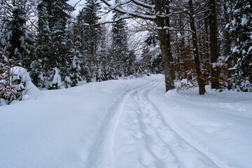 Moody landscape with footpath tracks and pine trees covered with fresh fallen snow in winter mountain forest on cold gloomy evening