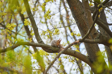 A squirrel is hanging on a tree trunk