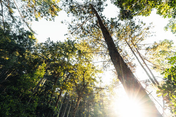 Obraz premium forest in the morning light and fog on trees