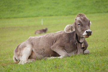 A brown alpine cow resting in a green pasture in Dolomites area