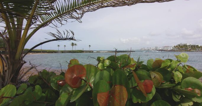 Palm trees and plants wave in the wind overlooking El Boqueron Bay, San Juan, Puerto Rico.