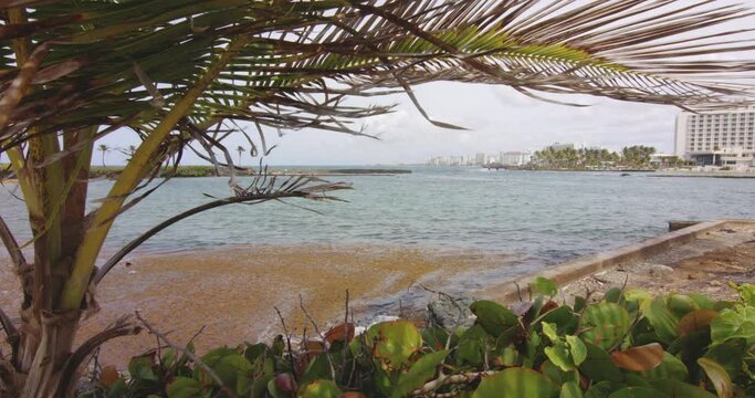 Overlooking hotel high rises across Boqueron Bay, San Juan, Puerto Rico. Palm sways in foreground.
