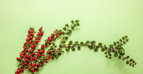 Cotoneaster blooming plant with red berries on light green color background, copy space.