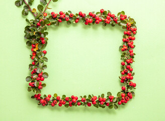 Square border of cotoneaster blooming plant with red berries. Greeting card template copy space.