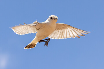 Ein fliegender freigestellter Wüstenschmätzer aus der Sicht von unten gegen blauen Himmel