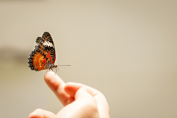 kid hold butterfly by hand for see with smile and interest