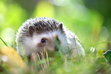 Small african hedgehog pet on green grass outdoors on summer day. Keeping domestic animals and caring for pets concept