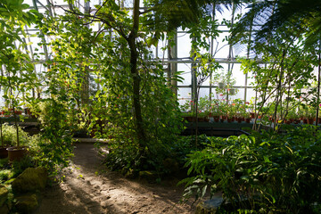 Tropical greenhouse with different exotic plants and houseplants seedling growing in pots. Orangery with tropic climate for subtropical and house flowers growing. Inside hothouse. Gardening business
