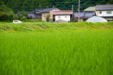 長野県の田園風景、季節は初夏
